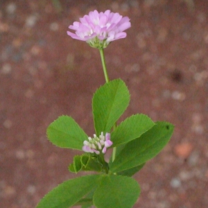 Photographie n°133660 du taxon Trifolium resupinatum L. [1753]