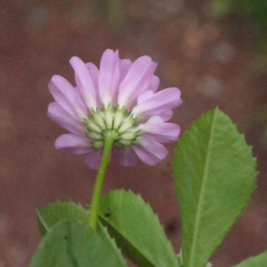 Photographie n°133665 du taxon Trifolium resupinatum L. [1753]