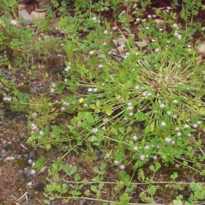 Photographie n°133666 du taxon Trifolium resupinatum L. [1753]