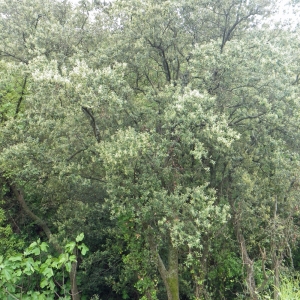 Photographie n°133669 du taxon Quercus ilex L. [1753]