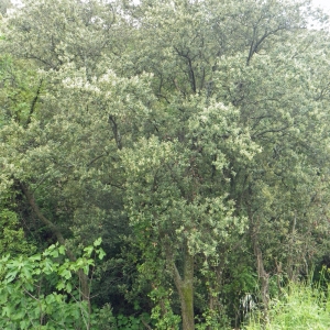 Photographie n°133670 du taxon Quercus ilex L. [1753]