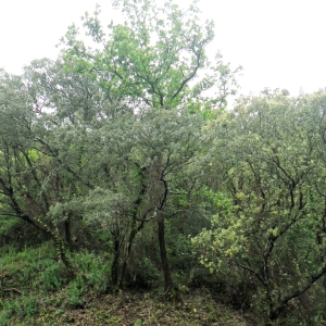 Photographie n°133673 du taxon Quercus ilex L. [1753]