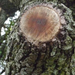 Photographie n°133681 du taxon Quercus ilex L. [1753]