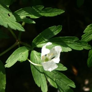 Photographie n°133694 du taxon Anemone nemorosa L. [1753]