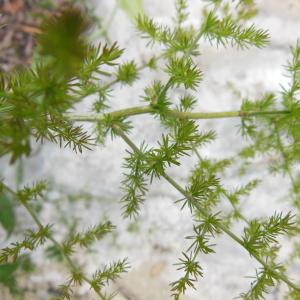 Photographie n°133698 du taxon Asparagus acutifolius L.