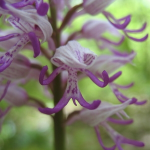 Photographie n°133701 du taxon Orchis simia Lam.