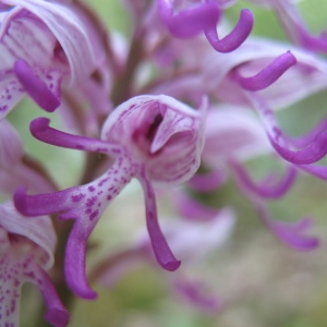 Photographie n°133702 du taxon Orchis simia Lam.