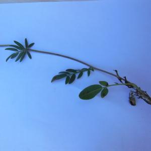 Photographie n°133719 du taxon Anthyllis vulneraria L.