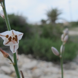 Asphodelus tenuifolius Cav. (Asphodèle à petites feuilles)