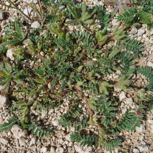 Photographie n°133731 du taxon Astragalus sesameus L. [1753]