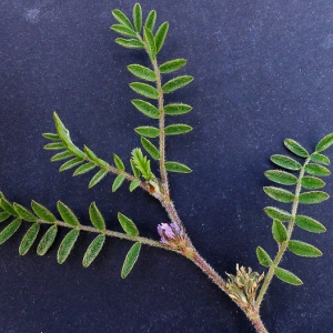 Photographie n°133735 du taxon Astragalus sesameus L. [1753]