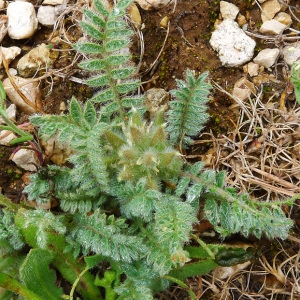 Photographie n°133741 du taxon Astragalus stella Gouan [1773]