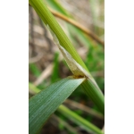 Melica minuta var. latifolia Coss. (Grande Mélique)