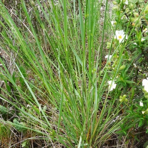  - Melica minuta subsp. major (Lange) Trab. [1895]