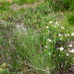  - Melica minuta subsp. major (Lange) Trab. [1895]