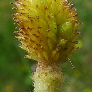 Ranunculus paludosus Poir. (Renoncule des marais)