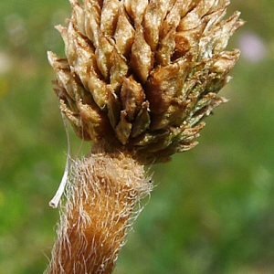 Photographie n°133767 du taxon Ranunculus paludosus Poir. [1789]