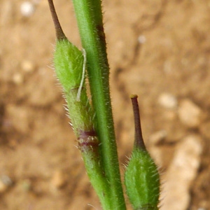 Photographie n°133768 du taxon Rapistrum rugosum subsp. rugosum