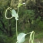  Liliane Roubaudi - Coronilla scorpioides (L.) W.D.J.Koch