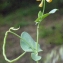  Liliane Roubaudi - Coronilla scorpioides (L.) W.D.J.Koch