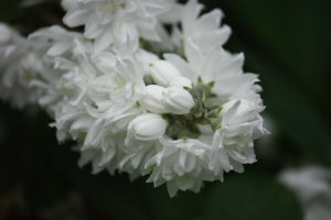 Hervé GOËAU, le 29 mai 2012 (Meyssiès (Jardin))