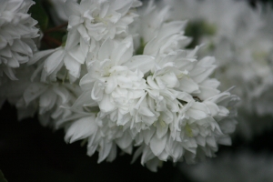 Hervé GOËAU, le 29 mai 2012 (Meyssiès (Jardin))