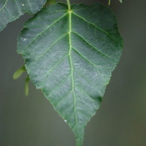 Photographie n°133825 du taxon Acer davidii Franch. [1885]