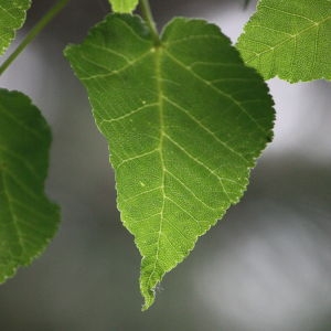 Photographie n°133833 du taxon Acer davidii Franch. [1885]