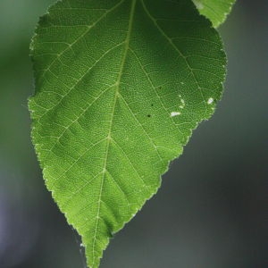 Photographie n°133834 du taxon Acer davidii Franch. [1885]