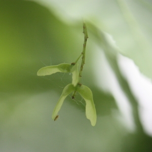 Photographie n°133837 du taxon Acer davidii Franch. [1885]