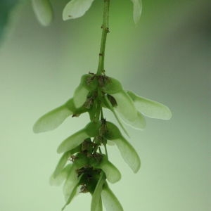 Photographie n°133838 du taxon Acer davidii Franch. [1885]
