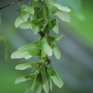 Photographie n°133839 du taxon Acer davidii Franch. [1885]