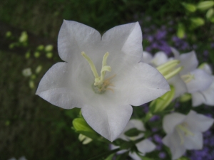 Hervé GOËAU, le 29 mai 2012 (Meyssiès (Jardin))