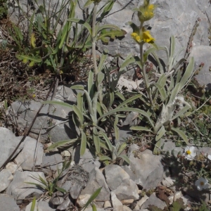 Photographie n°133902 du taxon Phlomis lychnitis L. [1753]