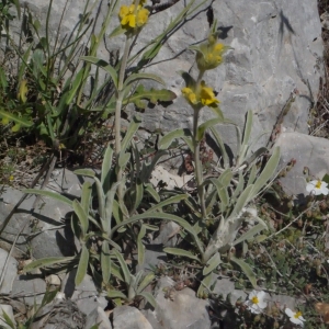 Photographie n°133903 du taxon Phlomis lychnitis L. [1753]