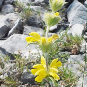 Photographie n°133905 du taxon Phlomis lychnitis L. [1753]