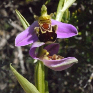 Photographie n°133916 du taxon Ophrys apifera Huds. [1762]