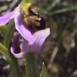 Photographie n°133922 du taxon Ophrys apifera Huds. [1762]