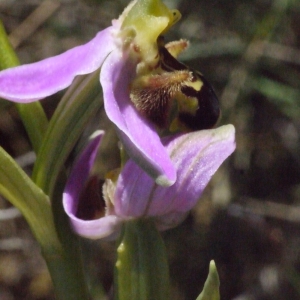 Photographie n°133923 du taxon Ophrys apifera Huds. [1762]