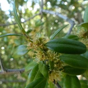 Photographie n°133933 du taxon Buxus sempervirens L.