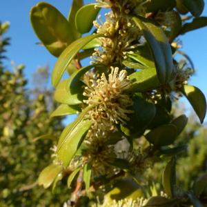 Photographie n°133936 du taxon Buxus sempervirens L.