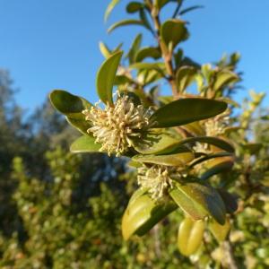 Photographie n°133937 du taxon Buxus sempervirens L.