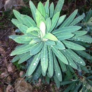 Photographie n°133949 du taxon Euphorbia characias L. [1753]