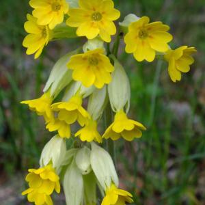 Primula officinalis Hill (Primevère officinale)