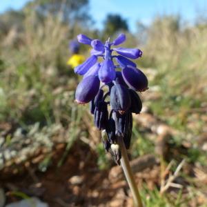 Photographie n°134061 du taxon Muscari neglectum Guss. ex Ten.