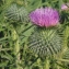  Liliane Roubaudi - Cirsium vulgare subsp. crinitum (Boiss. ex DC.) Arènes [1948]