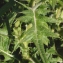  Liliane Roubaudi - Cirsium vulgare subsp. crinitum (Boiss. ex DC.) Arènes [1948]