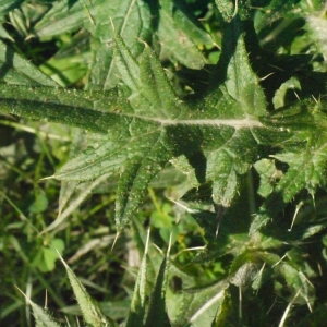  - Cirsium vulgare subsp. crinitum (Boiss. ex DC.) Arènes [1948]