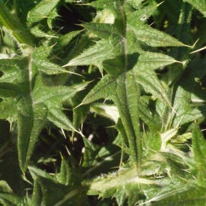  - Cirsium vulgare subsp. crinitum (Boiss. ex DC.) Arènes [1948]