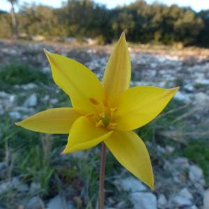 Photographie n°134245 du taxon Tulipa australis Link [1799]